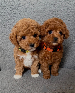 Zdjęcie №1. pudel (zabawka) - na sprzedaż w Lienz | negocjowane | Zapowiedź №158386