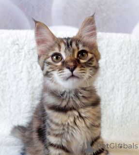 Zdjęcie №4. Sprzedam  w Moskova. prywatne ogłoszenie - cena - Bezpłatny