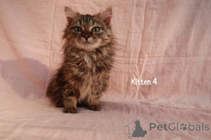 Zdjęcie №3. Maine-Ecoon-Kreuzungskätzchen. Niemcy