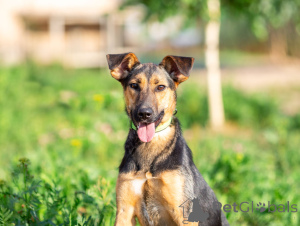 Zdjęcie №1. pies nierasowy - na sprzedaż w Rzeka Moskwa | Bezpłatny | Zapowiedź №163554