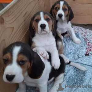 Zdjęcie №4. Sprzedam pies nierasowy w Achaern.  - cena - Bezpłatny