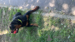 Zdjęcie №2. Usługi krycia rottweiler. Cena - 478zł