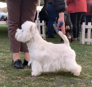 Dodatkowe zdjęcia: Sprzedam najlepsze szczenięta West Highland White Terrier