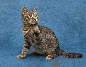 Zdjęcie №4. Sprzedam  w Moskova. prywatne ogłoszenie - cena - Bezpłatny