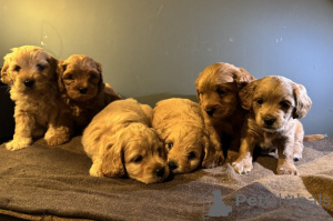 Zdjęcie №4. Sprzedam maltipu w Leingarten. prywatne ogłoszenie - cena - 3827zł