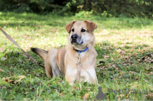 Zdjęcie №2 do zapowiedźy № 138782 na sprzedaż  pies nierasowy - wkupić się Federacja Rosyjska 