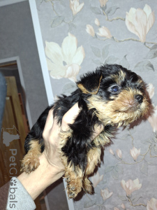 Zdjęcie №3. Urocze szczenięta Yorkshire Terrier.. Finlandia