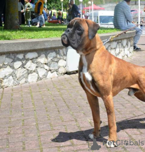 Dodatkowe zdjęcia: Niemiecki bokser, młody pies