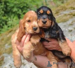Zdjęcie №3. Angielski cocker spaniel Welpen zu verkaufen. Austria