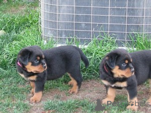 Zdjęcie №1. rottweiler - na sprzedaż w Graz | negocjowane | Zapowiedź №166912
