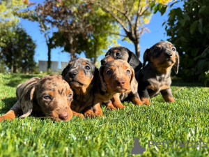 Zdjęcie №1. jamnik - na sprzedaż w Madryt | negocjowane | Zapowiedź №160831