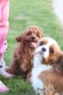 Zdjęcie №3. Szczenięta Kavapu, unikalna rasa projektantów. Białoruś