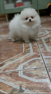 Zdjęcie №2 do zapowiedźy № 133386 na sprzedaż  szpic miniaturowy - wkupić się Niemcy prywatne ogłoszenie