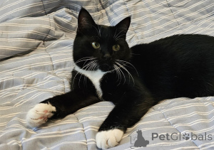 Zdjęcie №3. Uroczy kot Sonya w prezencie. Białoruś