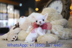 Zdjęcie №3. Dean Janet Kay Puppies House. USA