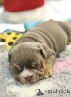 Zdjęcie №3. Zarejestrowane przez KC szczenięta buldoga angielskiego. Rodzice w pełni. Francja