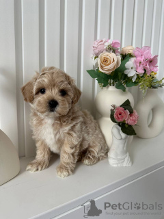 Zdjęcie №4. Sprzedam  w Maryland City.  - cena - negocjowane