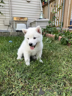 Zdjęcie №3. Szczenięta Alaskan Malamute są już gotowe!. USA