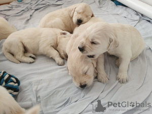 Dodatkowe zdjęcia: Już dostępne w sprzedaży szczenięta Golden Retriever z linii Champion