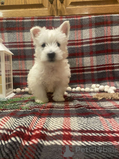 Zdjęcie №3. Sprzedam szczenięta West Highland Terrier. Niemcy