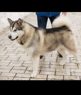 Zdjęcie №1. alaskan malamute - na sprzedaż w Kijów | Negocjowane | Zapowiedź №3014