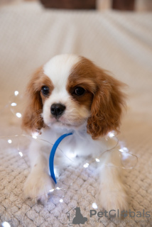 Zdjęcie №1. cavalier king charles spaniel - na sprzedaż w Praga | 7534zł | Zapowiedź №43858