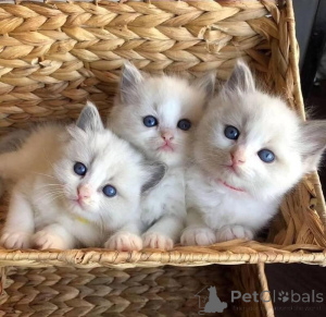 Zdjęcie №1. ragdoll - na sprzedaż w NYSA | 1435zł | Zapowiedź № 160592