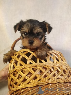 Zdjęcie №1. yorkshire terrier - na sprzedaż w Wilno | 1884zł | Zapowiedź №71254