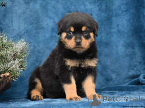 Zdjęcie №1. rottweiler - na sprzedaż w Phoenix | 3558zł | Zapowiedź №138129