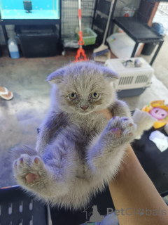 Zdjęcie №2 do zapowiedźy № 172074 na sprzedaż  scottish fold - wkupić się Belgia prywatne ogłoszenie