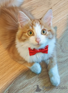 Zdjęcie №1.  - na sprzedaż w Rzeka Moskwa | Bezpłatny | Zapowiedź № 159492