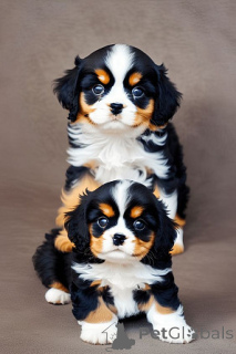 Zdjęcie №2 do zapowiedźy № 158352 na sprzedaż  cavalier king charles spaniel - wkupić się Szwajcaria 