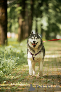 Zdjęcie №2 do zapowiedźy № 154204 na sprzedaż  husky syberyjski - wkupić się Federacja Rosyjska 