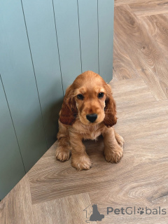 Zdjęcie №3. Poznaj Charliego, małego dżentelmena o wielkim sercu i jeszcze większym. Niemcy