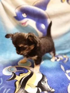 Dodatkowe zdjęcia: Dziewczyna Chihuahua na wyprzedaży!