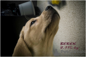 Zdjęcie №3. Szczeniaki Labrador Retriever Biszkoptowe. Polska