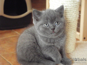 Zdjęcie №1. kot brytyjski krótkowłosy - na sprzedaż w Kolonia | Bezpłatny | Zapowiedź № 107821
