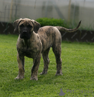 Zdjęcie №1. dog kanaryjski - na sprzedaż w Ryga | 7175zł | Zapowiedź №174799