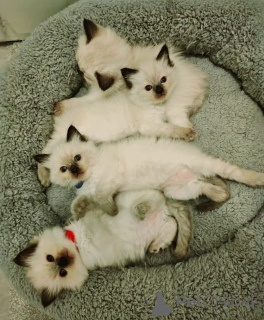Zdjęcie №3. Nowe kocięta Ragdoll do adopcji. Austria