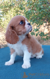 Zdjęcie №2 do zapowiedźy № 114056 na sprzedaż  cavalier king charles spaniel - wkupić się Ukraina hodowca