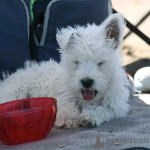 Zdjęcie №1. west highland white terrier - na sprzedaż w Monachium | negocjowane | Zapowiedź №178086