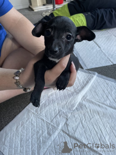 Zdjęcie №2 do zapowiedźy № 133087 na sprzedaż  jack russell terrier - wkupić się Niemcy prywatne ogłoszenie