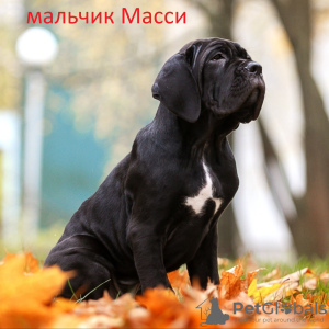 Zdjęcie №3. Szczenięta włoskiego Cane Corso. Białoruś