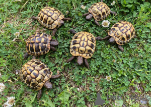 Zdjęcie №1.  - na sprzedaż w Vienna | 478zł | Zapowiedź № 143771