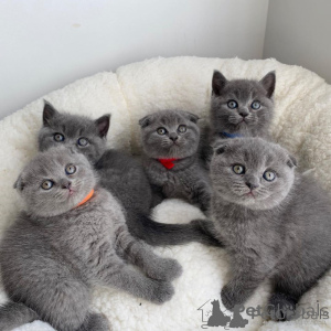 Zdjęcie №1. scottish fold - na sprzedaż w Belgrad | negocjowane | Zapowiedź № 169806