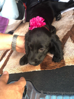 Zdjęcie №2 do zapowiedźy № 167497 na sprzedaż  cocker spaniel angielski - wkupić się Dania prywatne ogłoszenie, hodowca