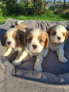 Zdjęcie №1. cocker spaniel amerykański, cocker spaniel angielski, springer spaniel angielski, springer spaniel walijski, irlandzki spaniel dowodny, hiszpański pies dowodny, mastif hiszpański, cavalier king charles spaniel, cavalier king charles spaniel, clumber spaniel, russian spaniel, spaniel tybetański - na sprzedaż w Helsinki | 4784zł | Zapowiedź №176035