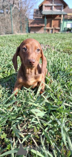 Zdjęcie №3. Nasza piękna dziewczynka urodziła przepiękne szczenięta. Niemcy