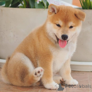 Zdjęcie №3. Japoński Shiba Inu. Belgia