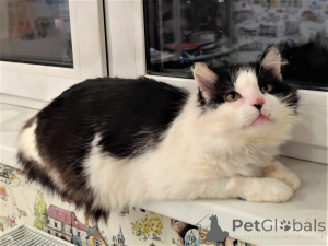 Zdjęcie №1.  - na sprzedaż w Mińsk | Bezpłatny | Zapowiedź № 165784